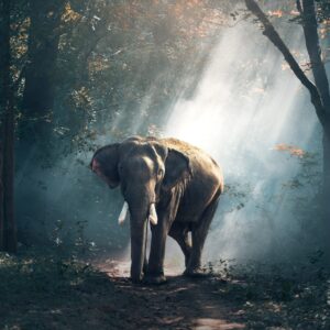 Africa Elephant