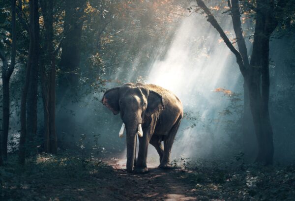 Africa Elephant