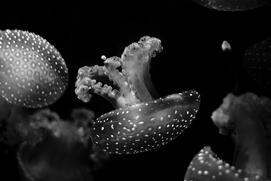 meduza2.jpg